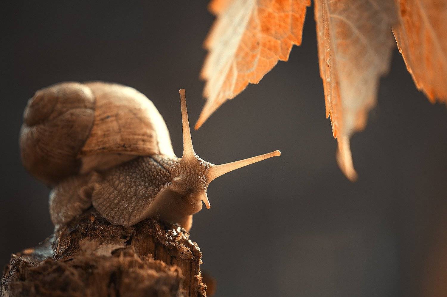 макро, улитки, Светлана Кужагалиева