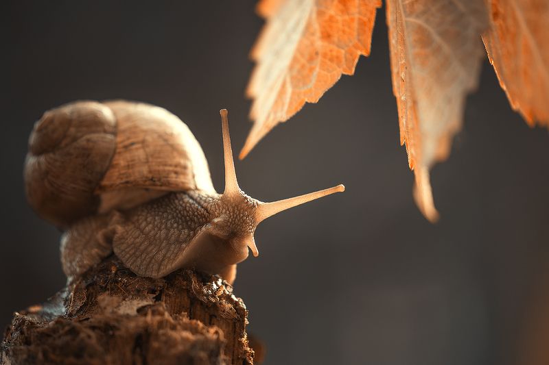 макро, улитки Осенняя фото превью