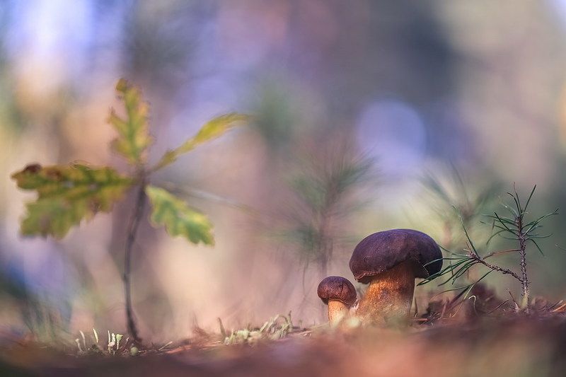 Тихая охота фото превью