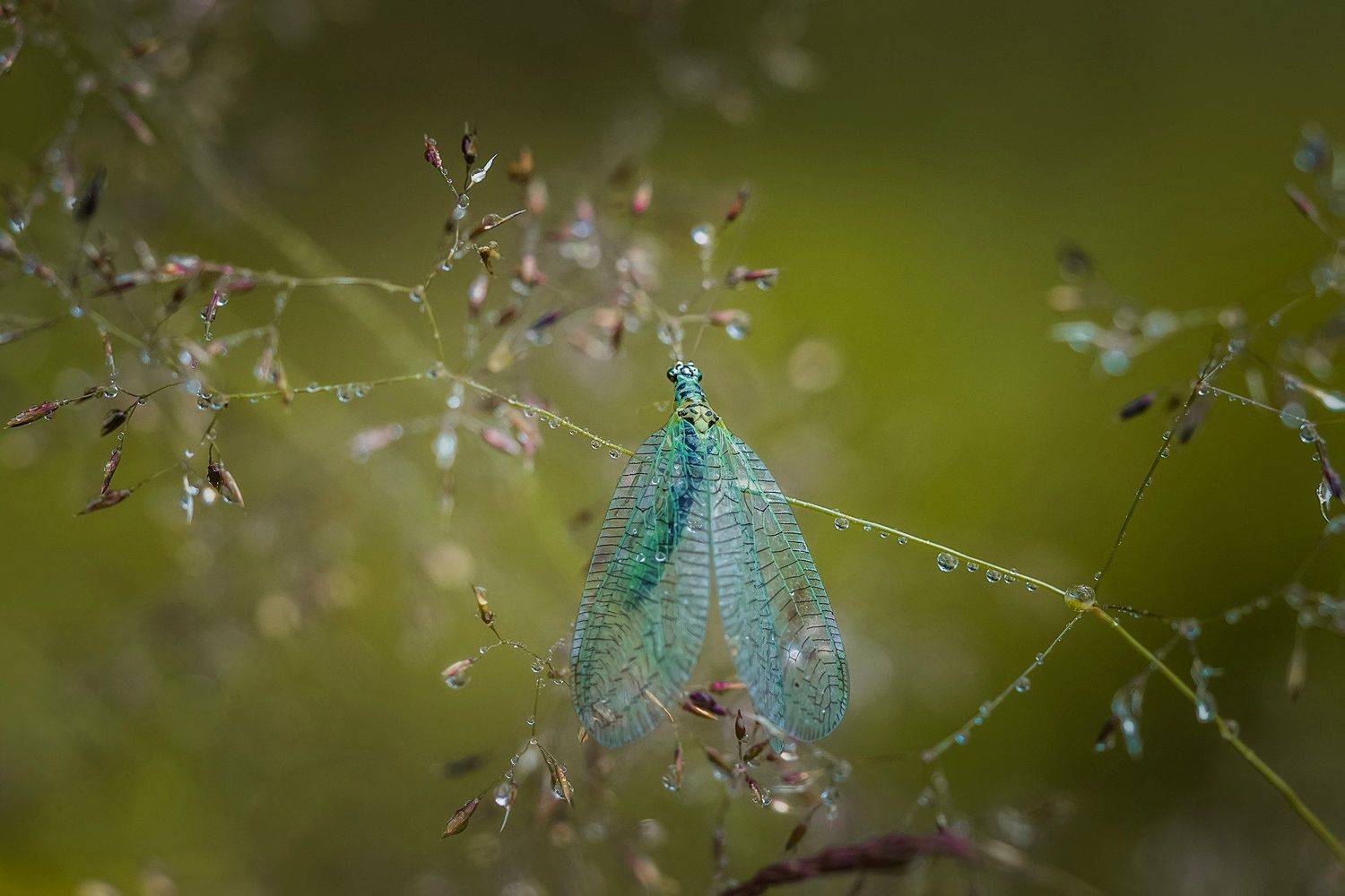 , Евгения Муравская