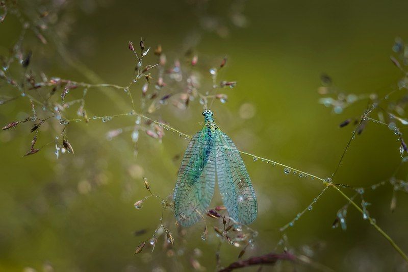 ... фото превью