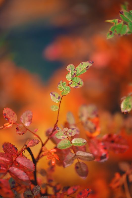 Осень фото превью