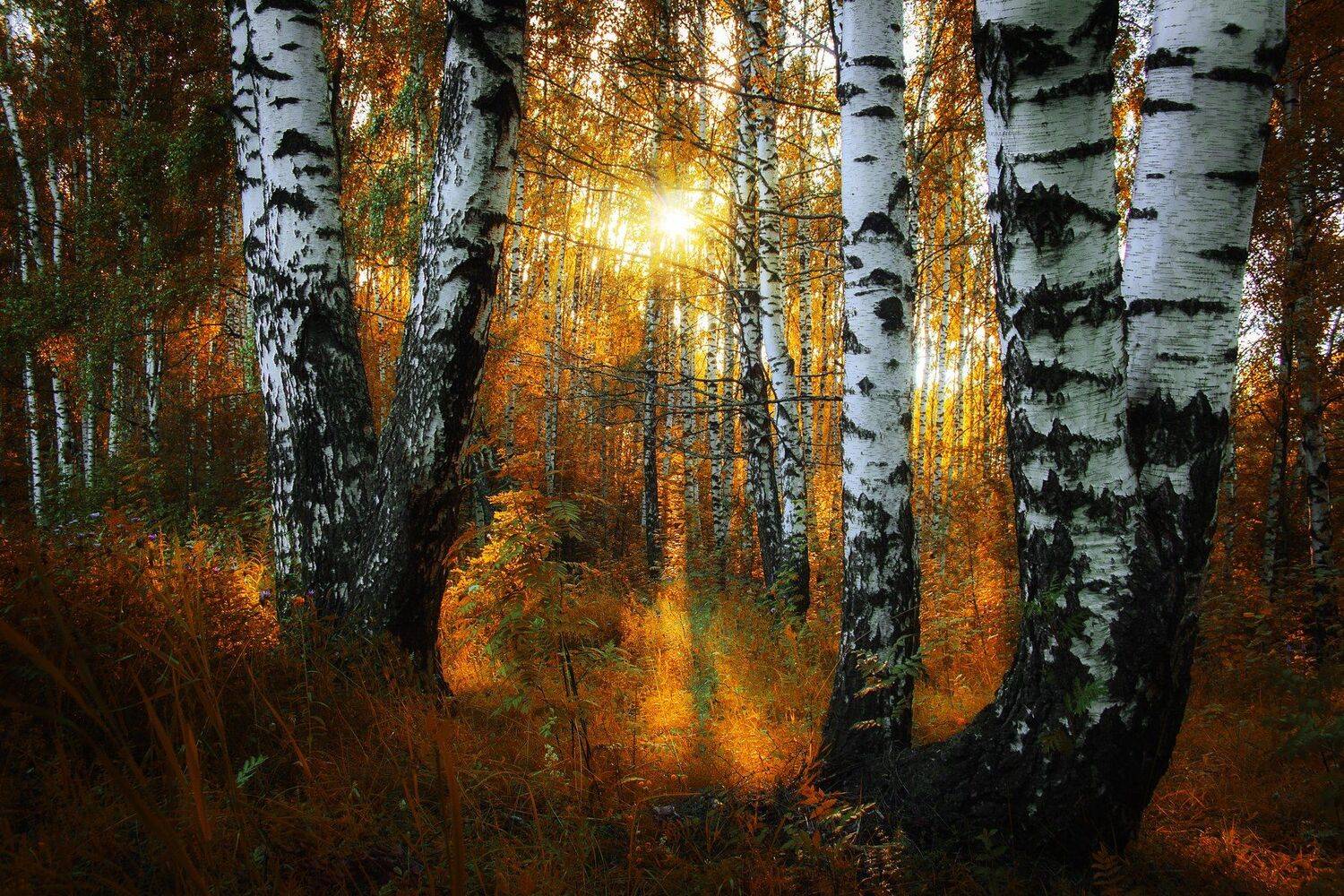 осень, закат, березы, лес, Екатерина