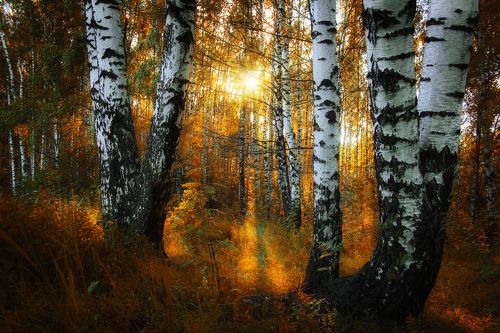 Разлилось осеннее золото в березовой роще...