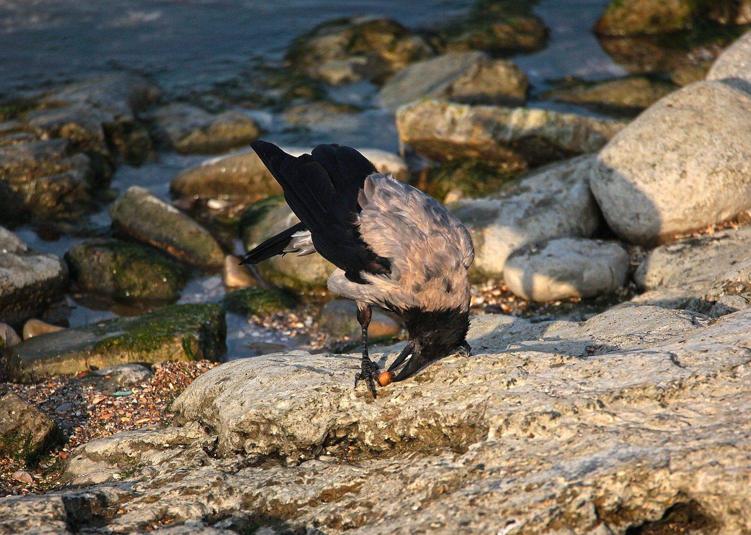 птица,птицы,природа,ворона, Marat Magov