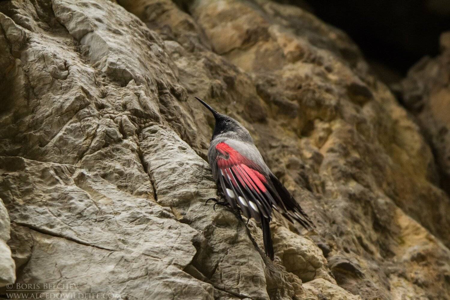 , Борис Белчев