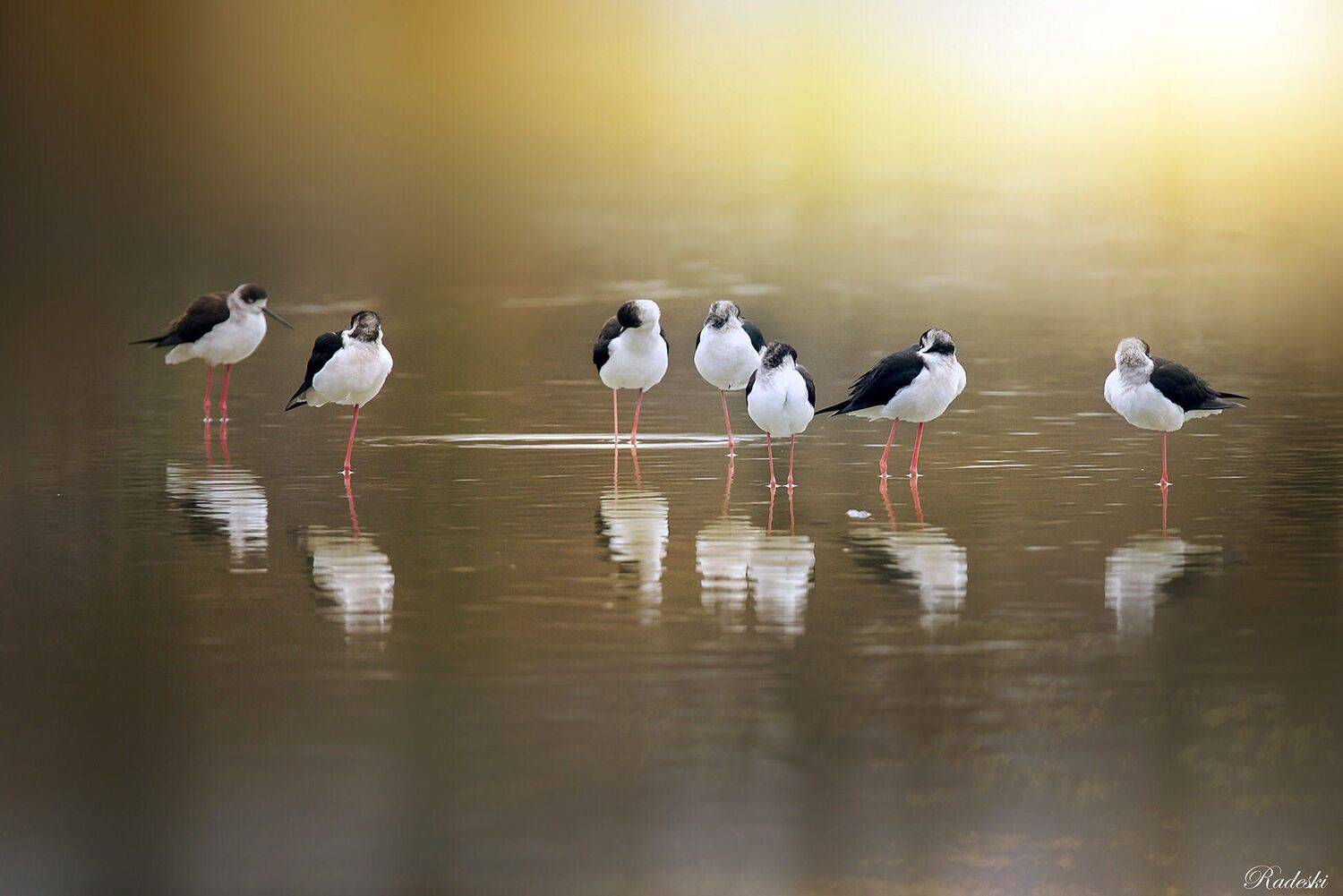 , Roberto Aldrovandi