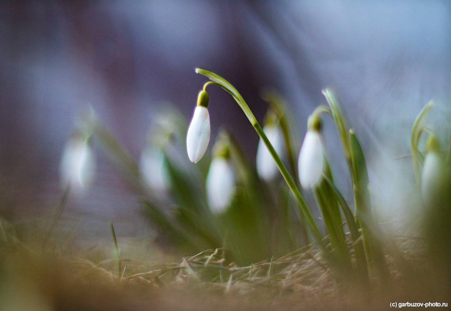 , Гарбузов Илья