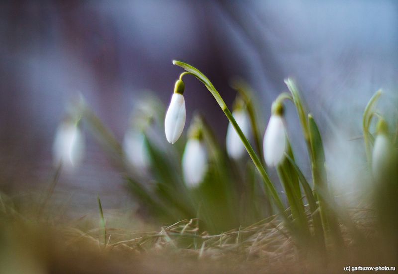 Подснежник фото превью