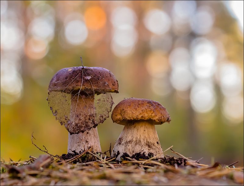Папик и дама с вуалью) фото превью