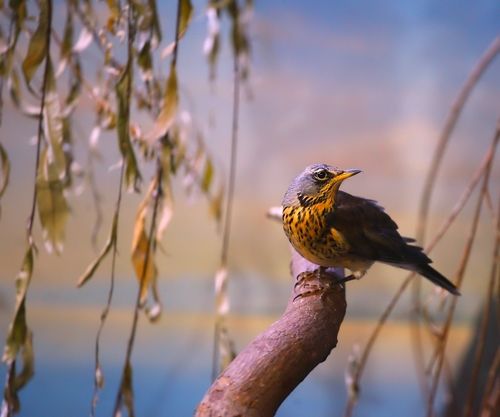 Birds