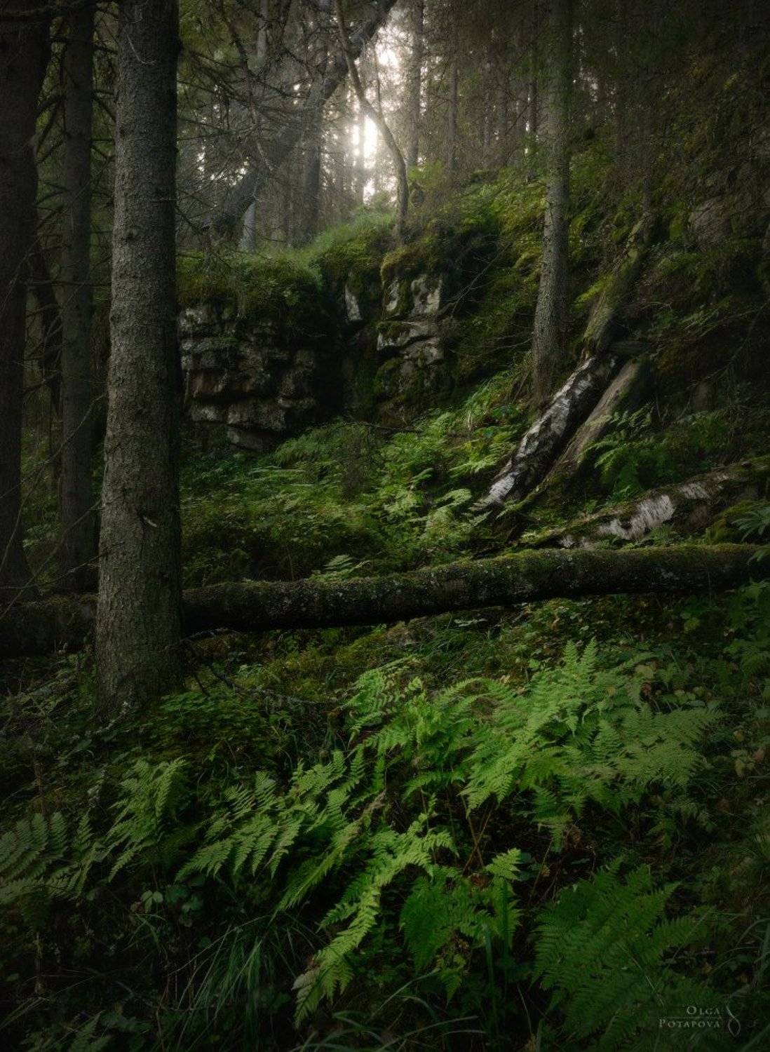 , Степаненко Ольга