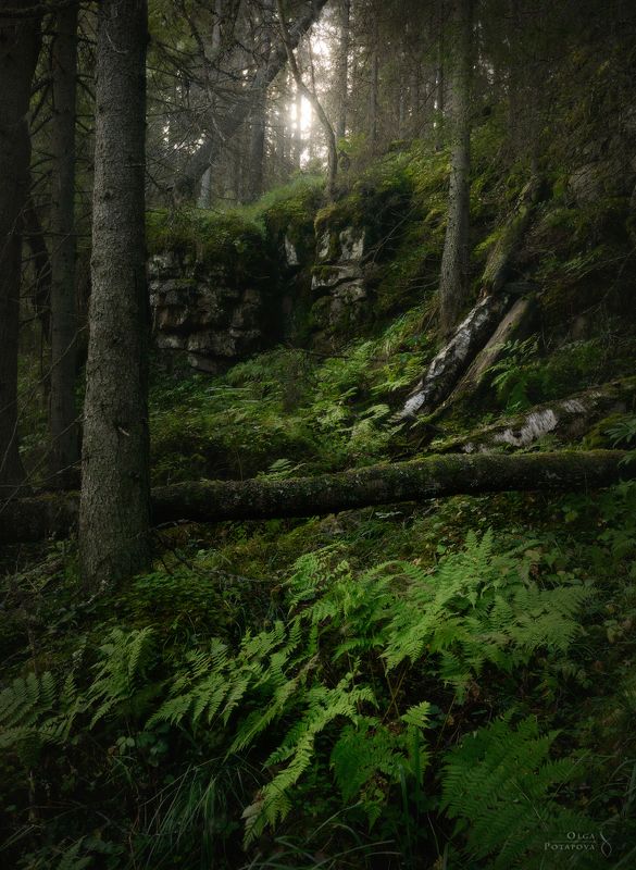 Лабиринты тайги фото превью