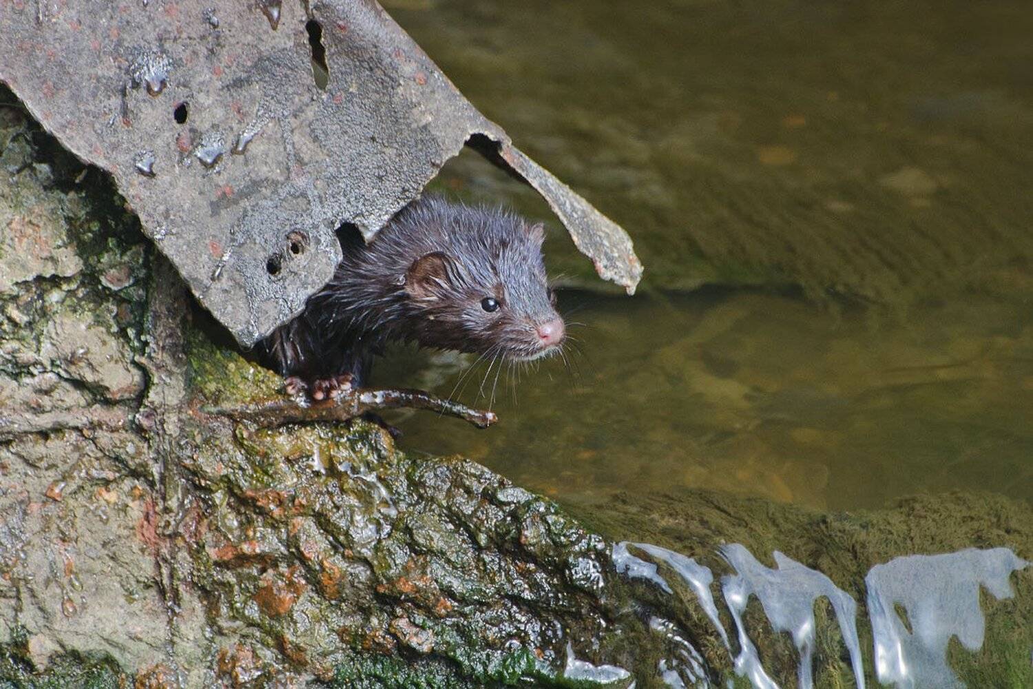 норка американская, Михаил Агеев