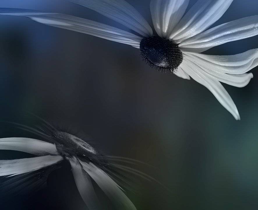 , T. Bondarenko