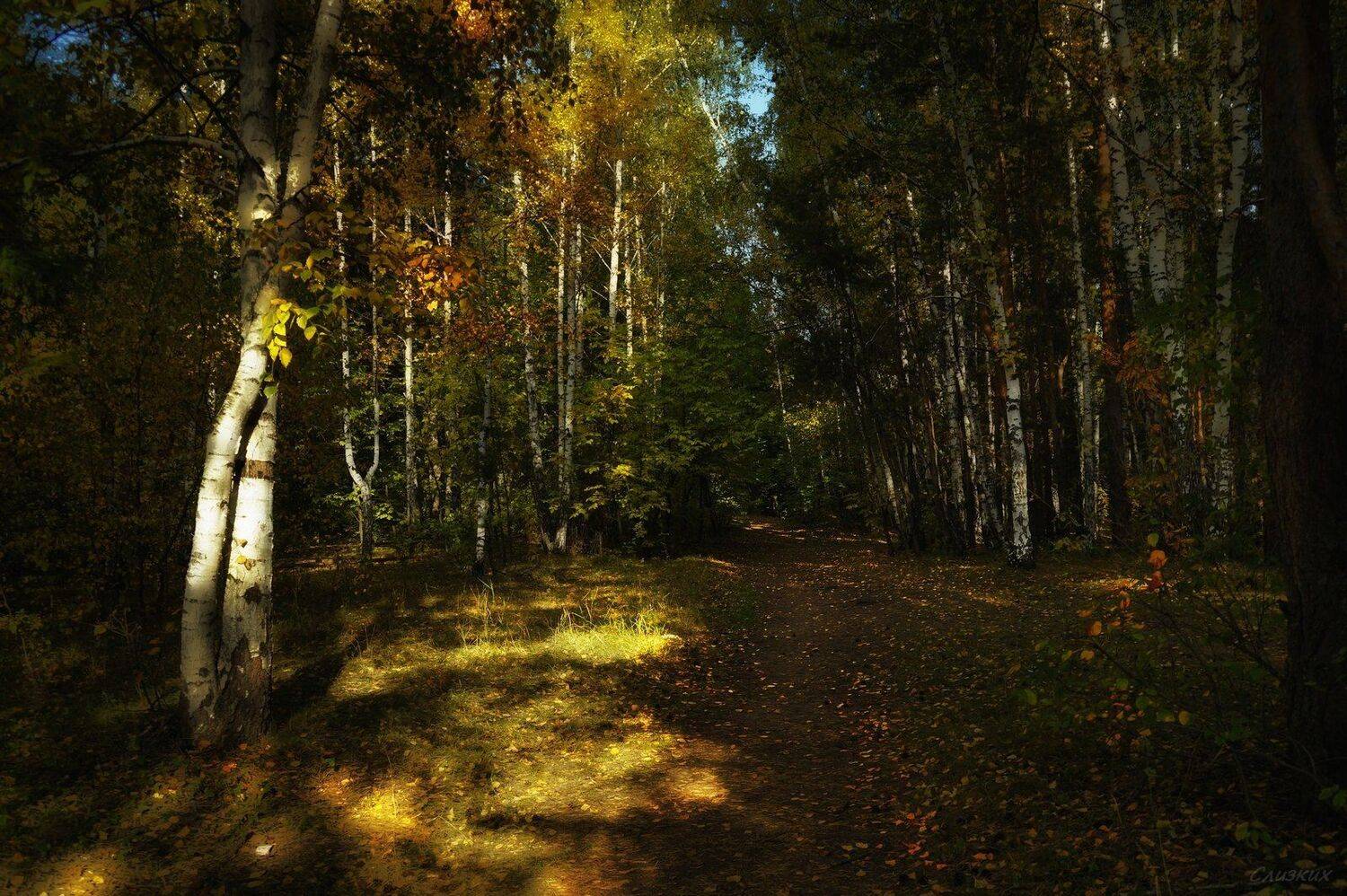 пейзаж,лес,тропинка,лес,берёза,сентябрь, Валерия