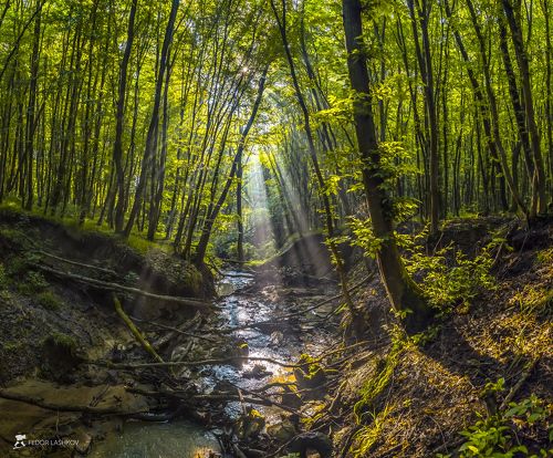 Лесной ручей на рассвете