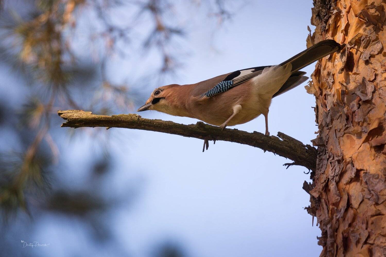 природа, лес, животные, птицы, Дмитрий Посевич