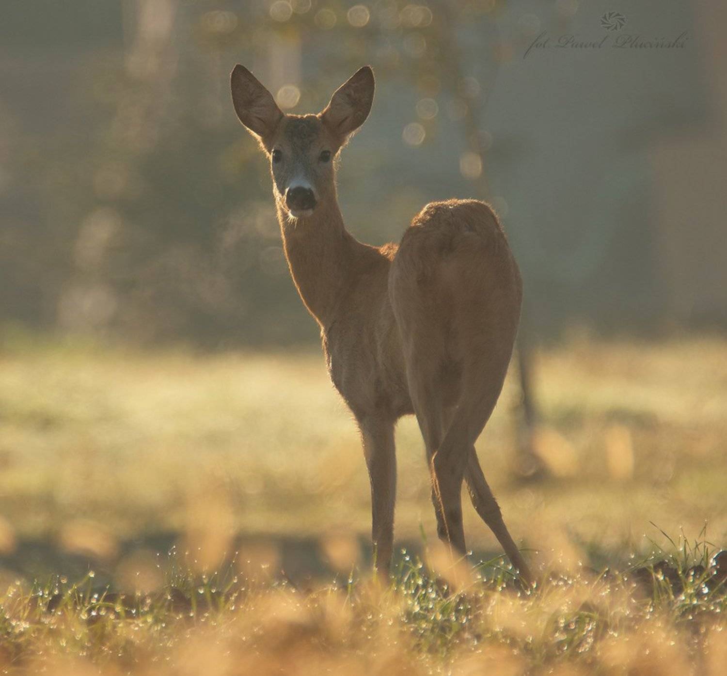 , Pawel Plucinski