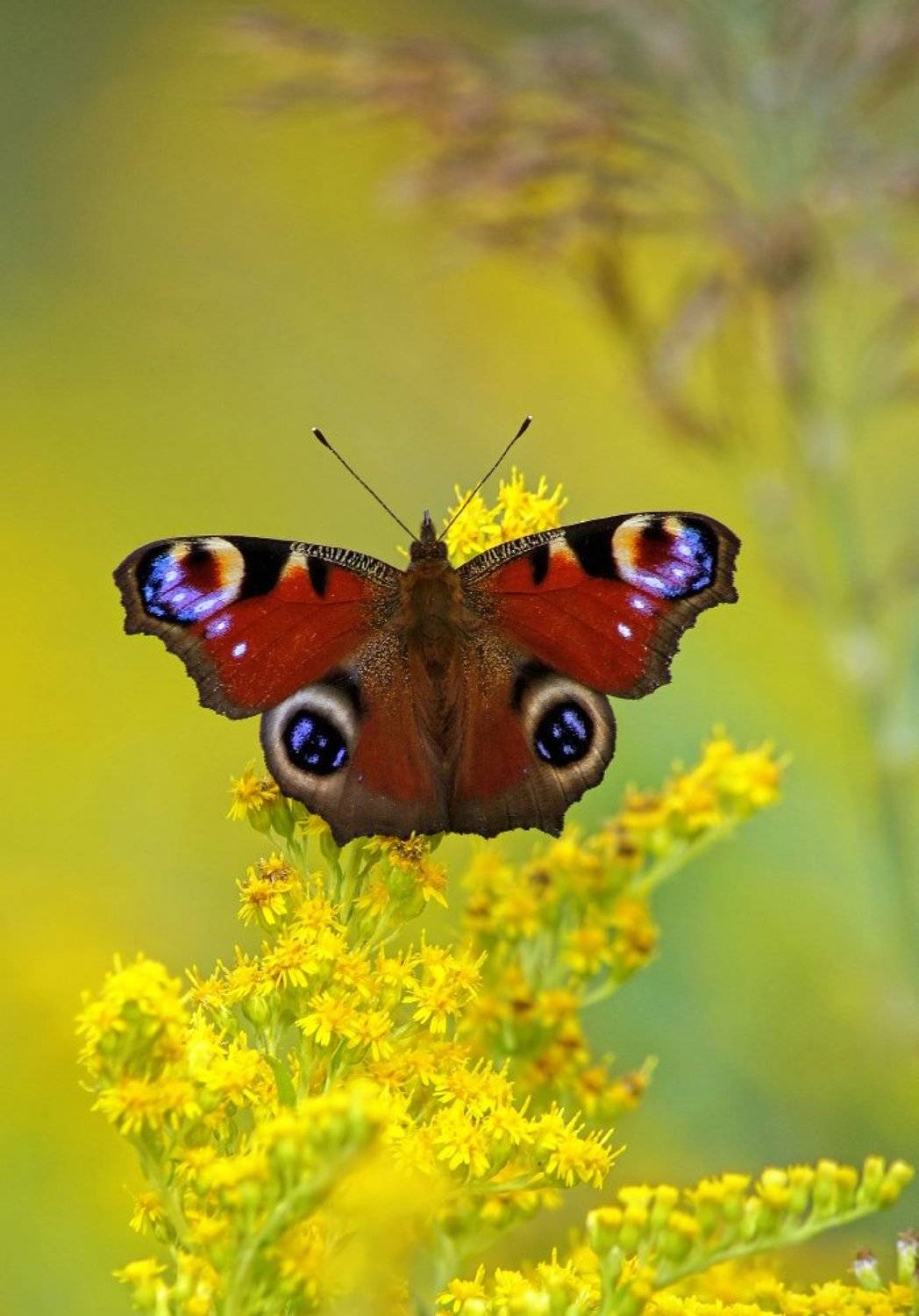 Бабочка, Чепленко Алексей