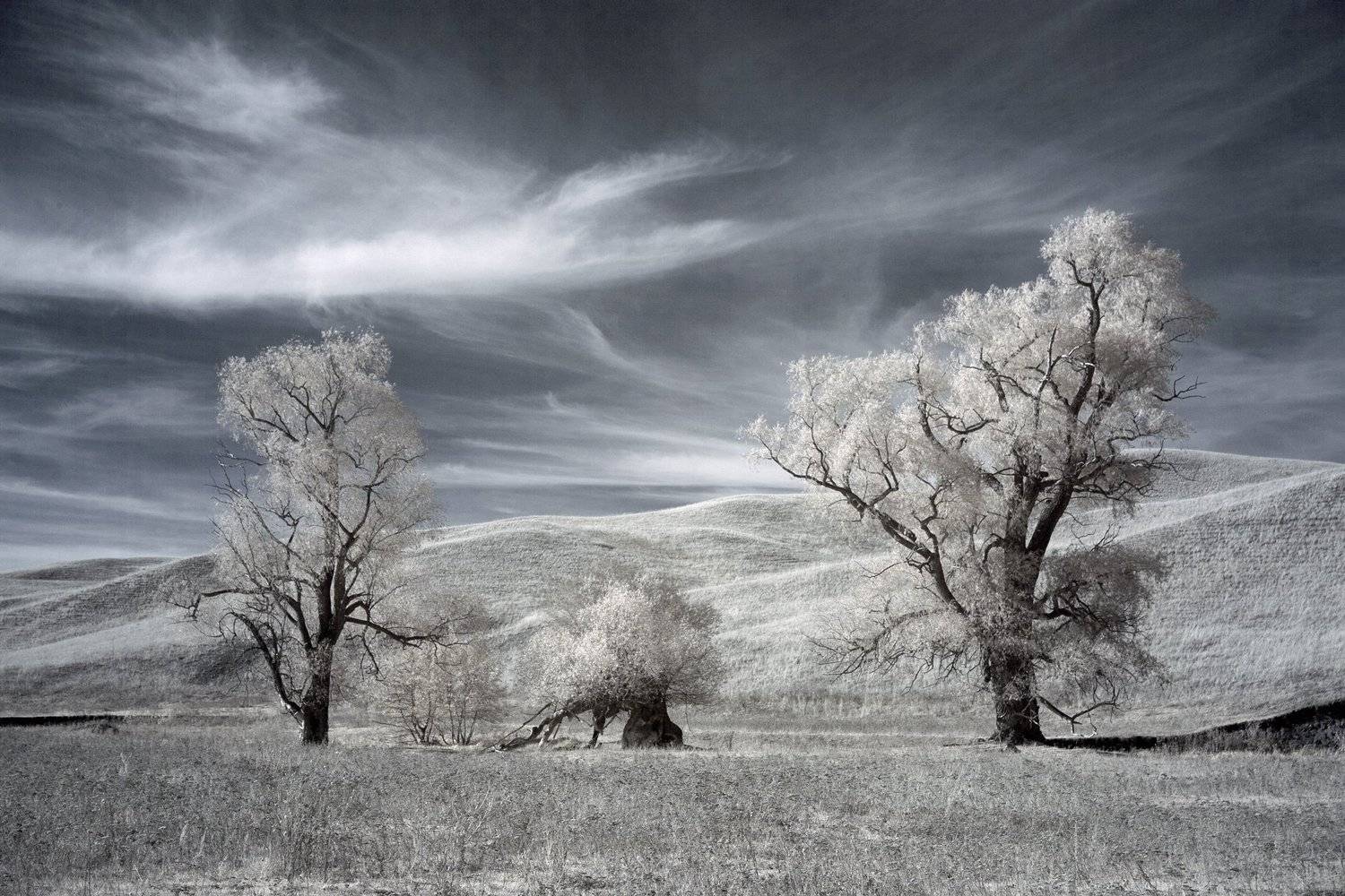 infrared,landscape,canon,canonlens,Oleg_Grachev, Олег_Грачёв, пейзаж, инфракрасный, дерево, небо,, Олег Грачёв