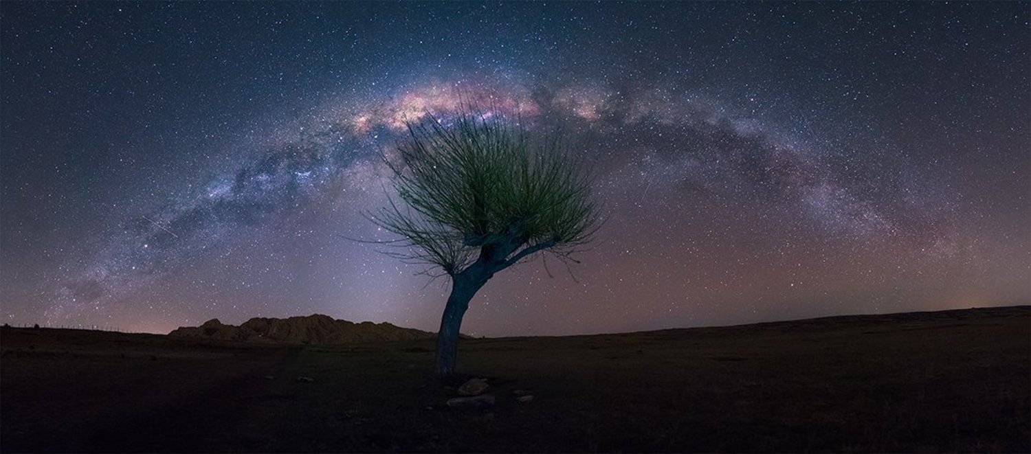 trees, Gonzalo Javier Santile