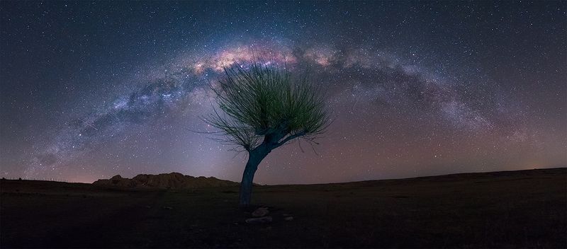 trees Caricias nocturnas фото превью