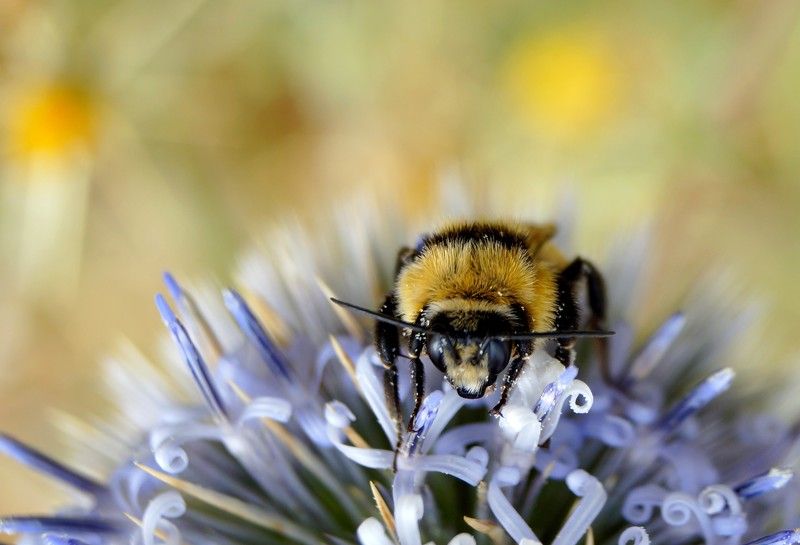 Bee Bee фото превью