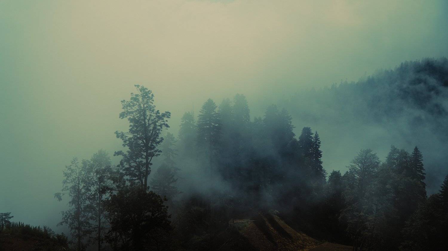 fog, volume, light, forest, tress, myst, shadows, landscape, colors, colorgrade, colorgrading, film, cine, cinematic, sochi, rosa khutor, Кыштымов Максим