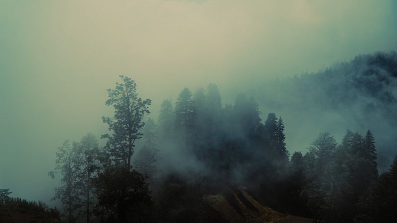 fog, volume, light, forest, tress, myst, shadows, landscape, colors, colorgrade, colorgrading, film, cine, cinematic, sochi, rosa khutor Fog in a forest фото превью