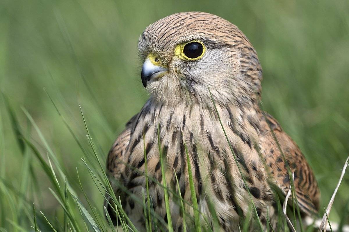 птицы birds, Jaroslav Mego