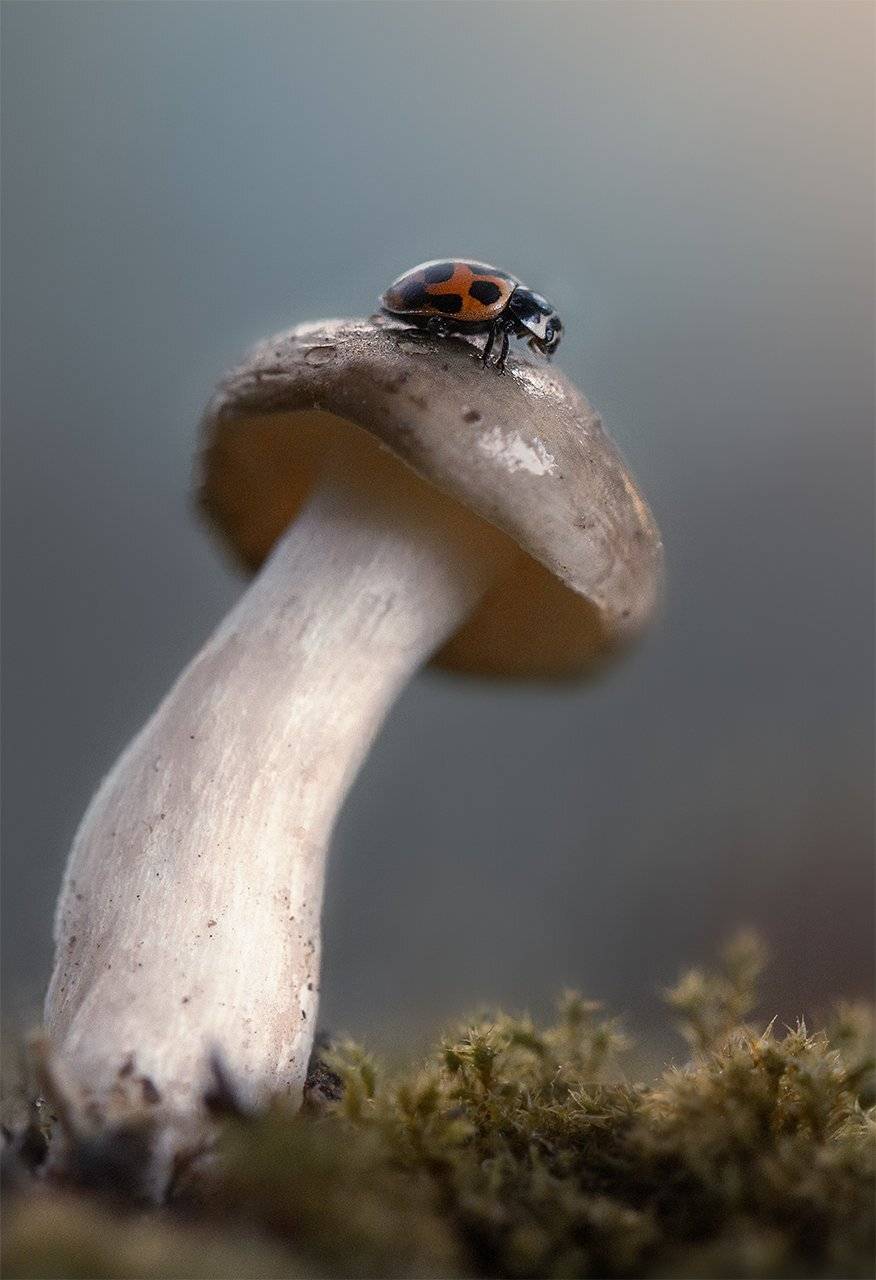 , Людмила Гудина