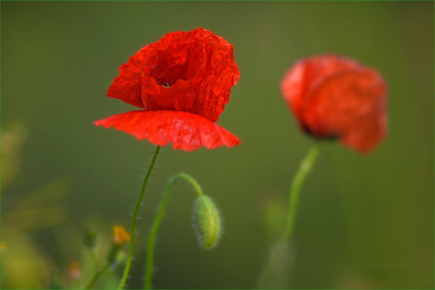 маки, флора, красный, зелёный, цветы, Sergey Drobkov
