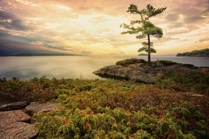 nature, landscape, scenics, tree, outdoors, forest, beauty in nature, sunlight, sky, sunrise - dawn, sun, summer, morning, dawn, light - natural phenomenon, rock - object, water, lake, cloud - sky, travel, tranquil scene, beach, sea, sunrise - dawn, Sunrise on Lake Huron фото превью