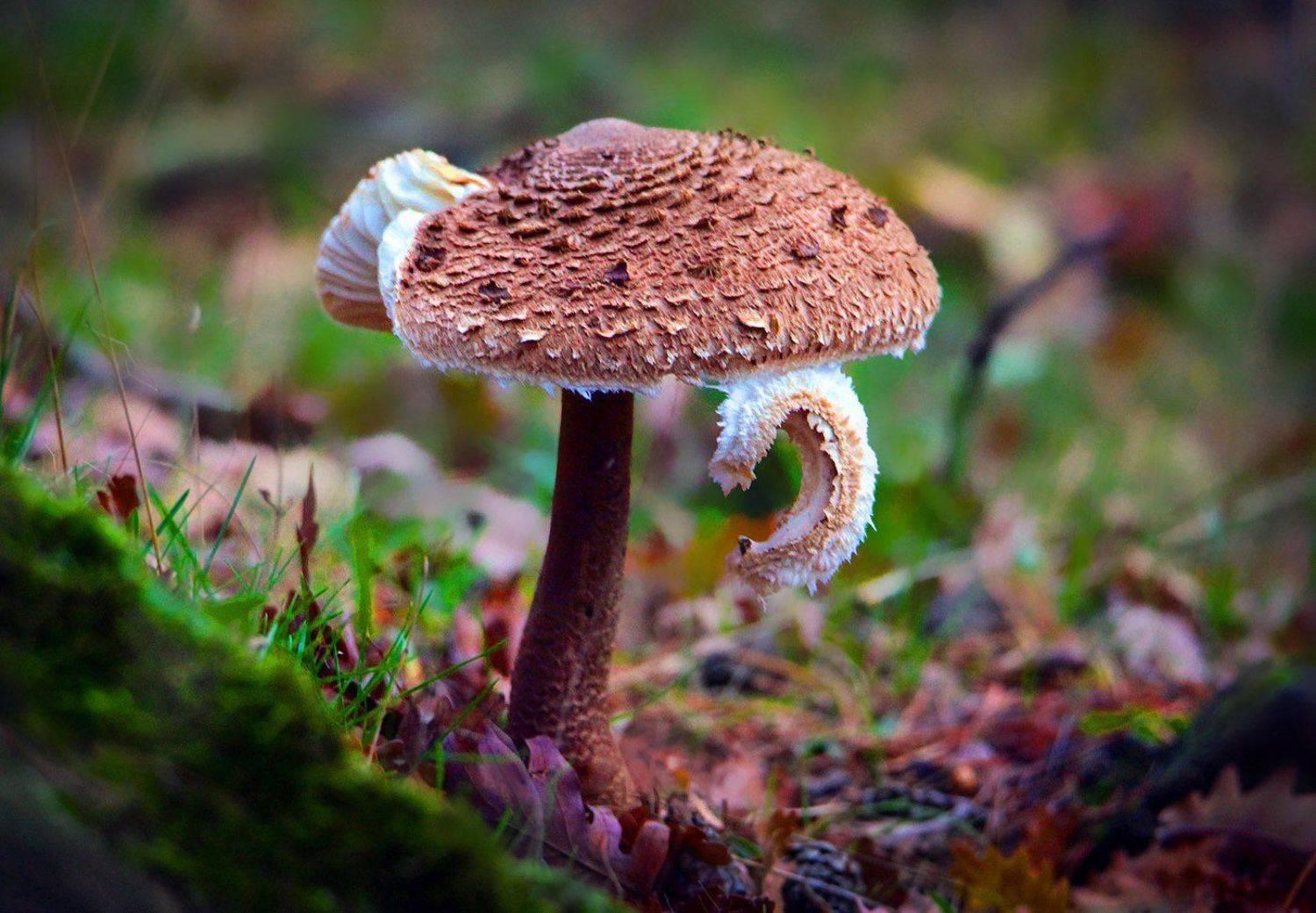 гриб,зонтик,, Marat Magov