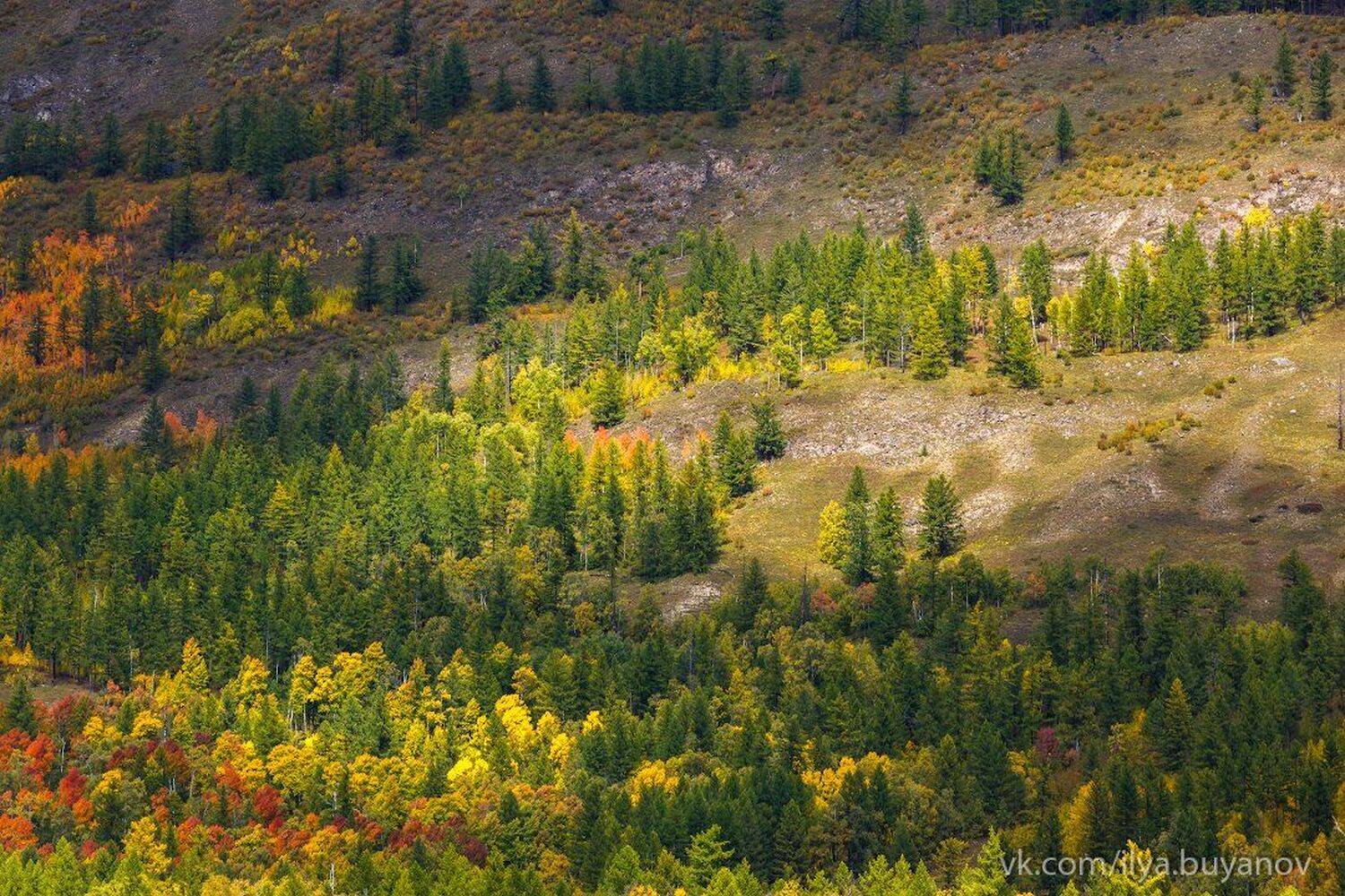 , Илья Буянов