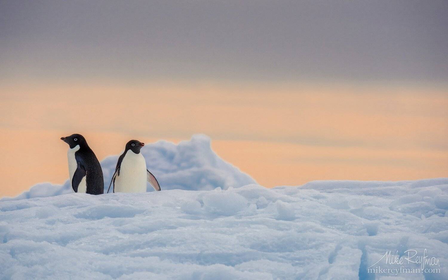 , Майк Рейфман