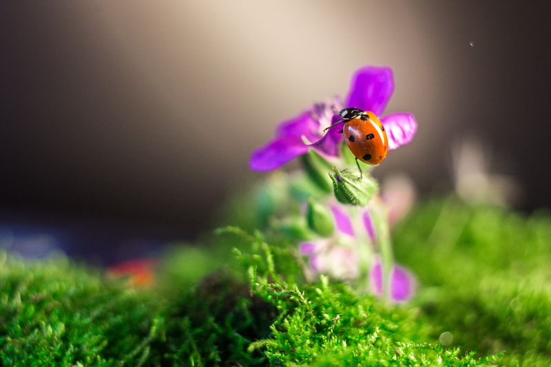 Микромир фото превью