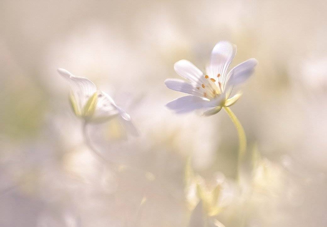 , Вячеслав Мищенко