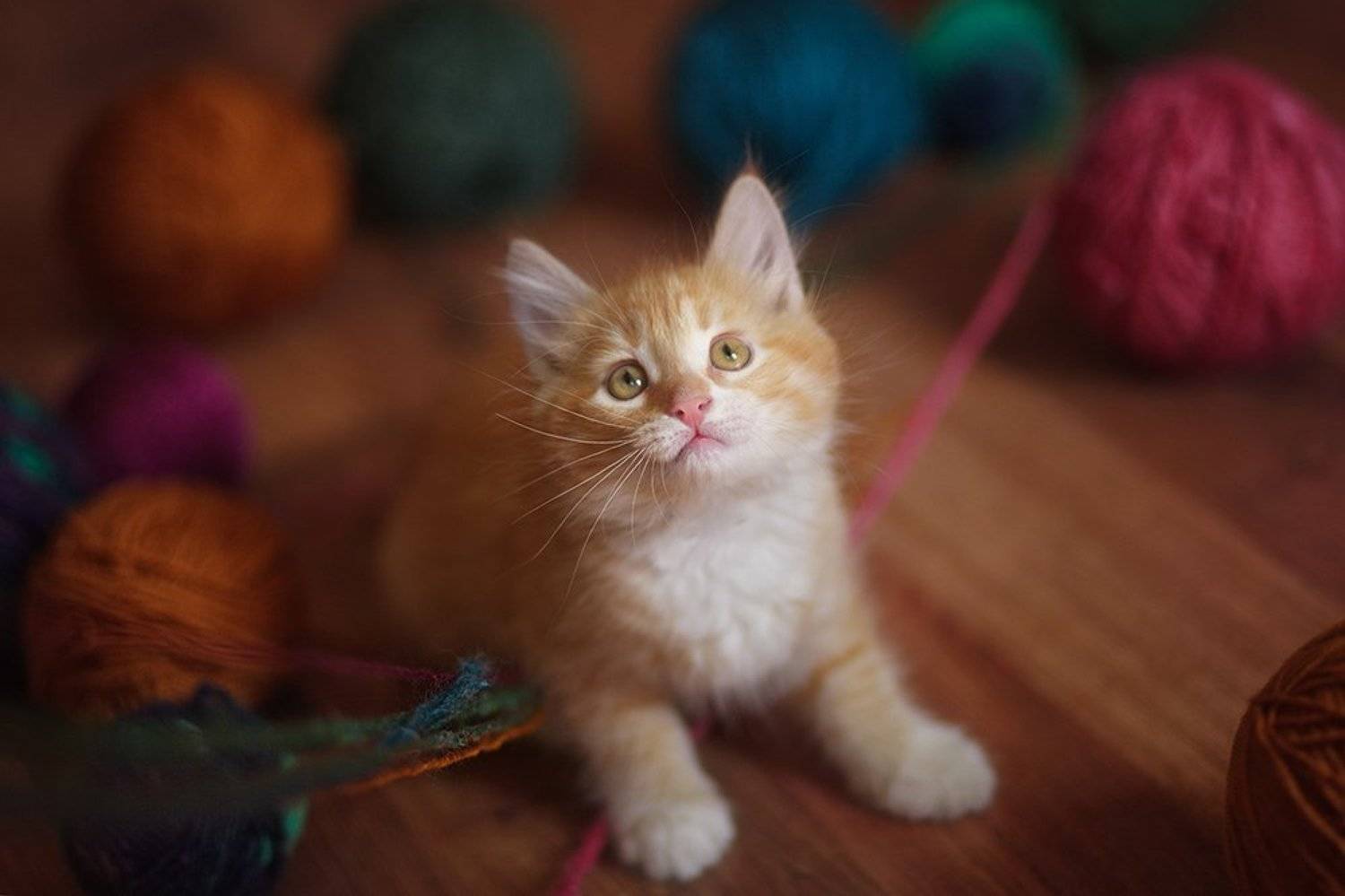 , Елена Галицкая