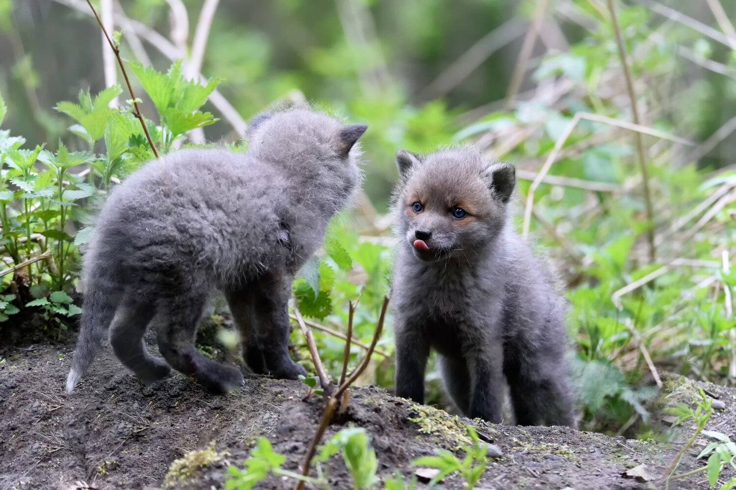 , Виталий Полуэктов