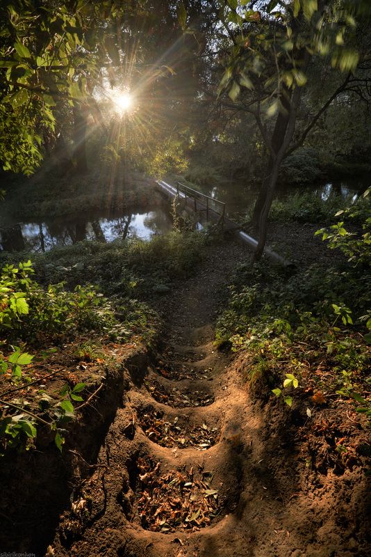 пейзаж осень дебри речка / Подмосковные дебри / фото превью