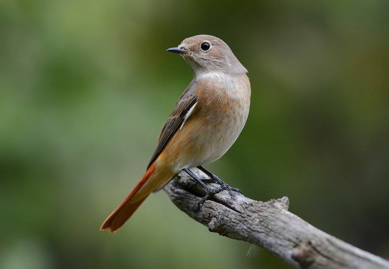 горихвостка,самка, Иван