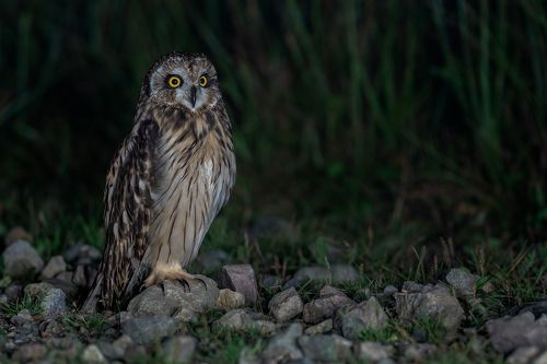 Ночная хозяйка.