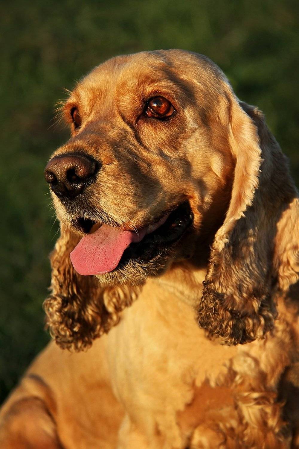 , Гагик Мхитарян