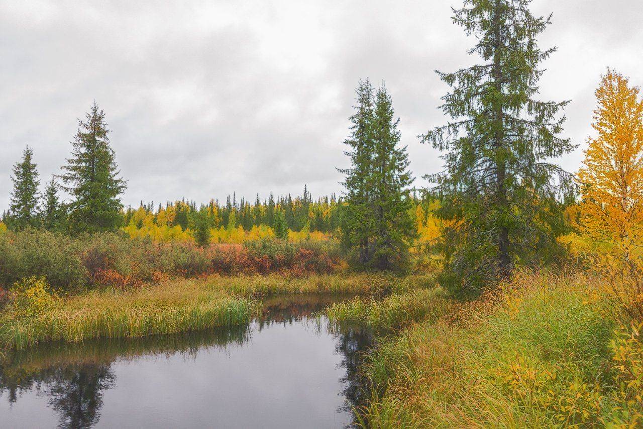 печора,коми,лес,осень,золотая,мобильное фото, Игорь Подобаев