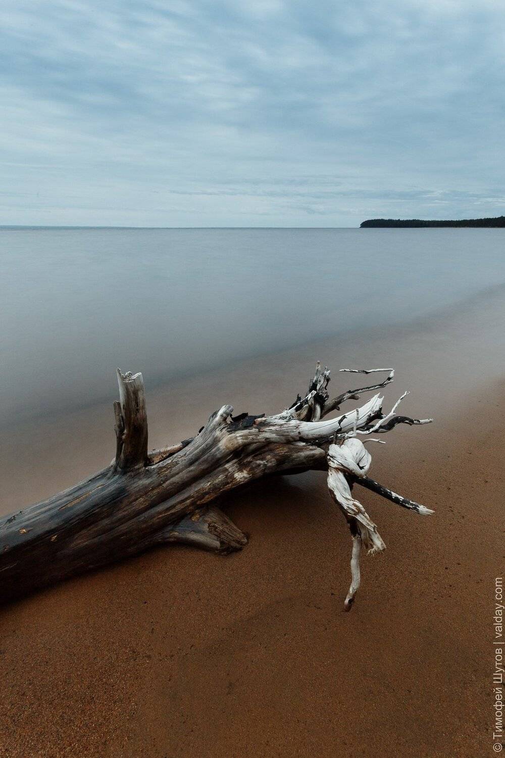 онега, Тимофей Шутов