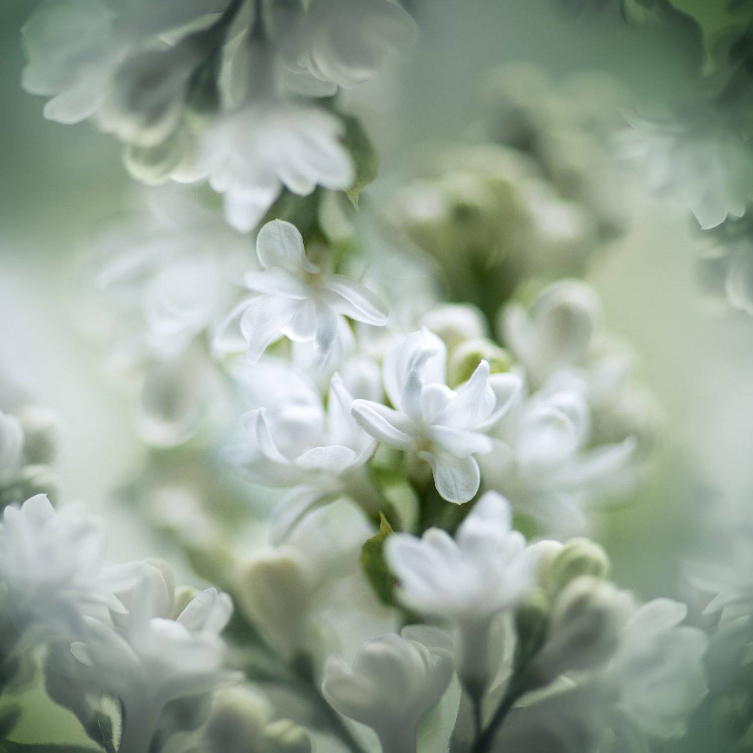 сирень, macro, Kristina Zvinakeviciute