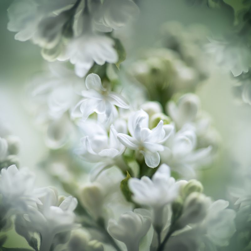 сирень, macro сирень фото превью