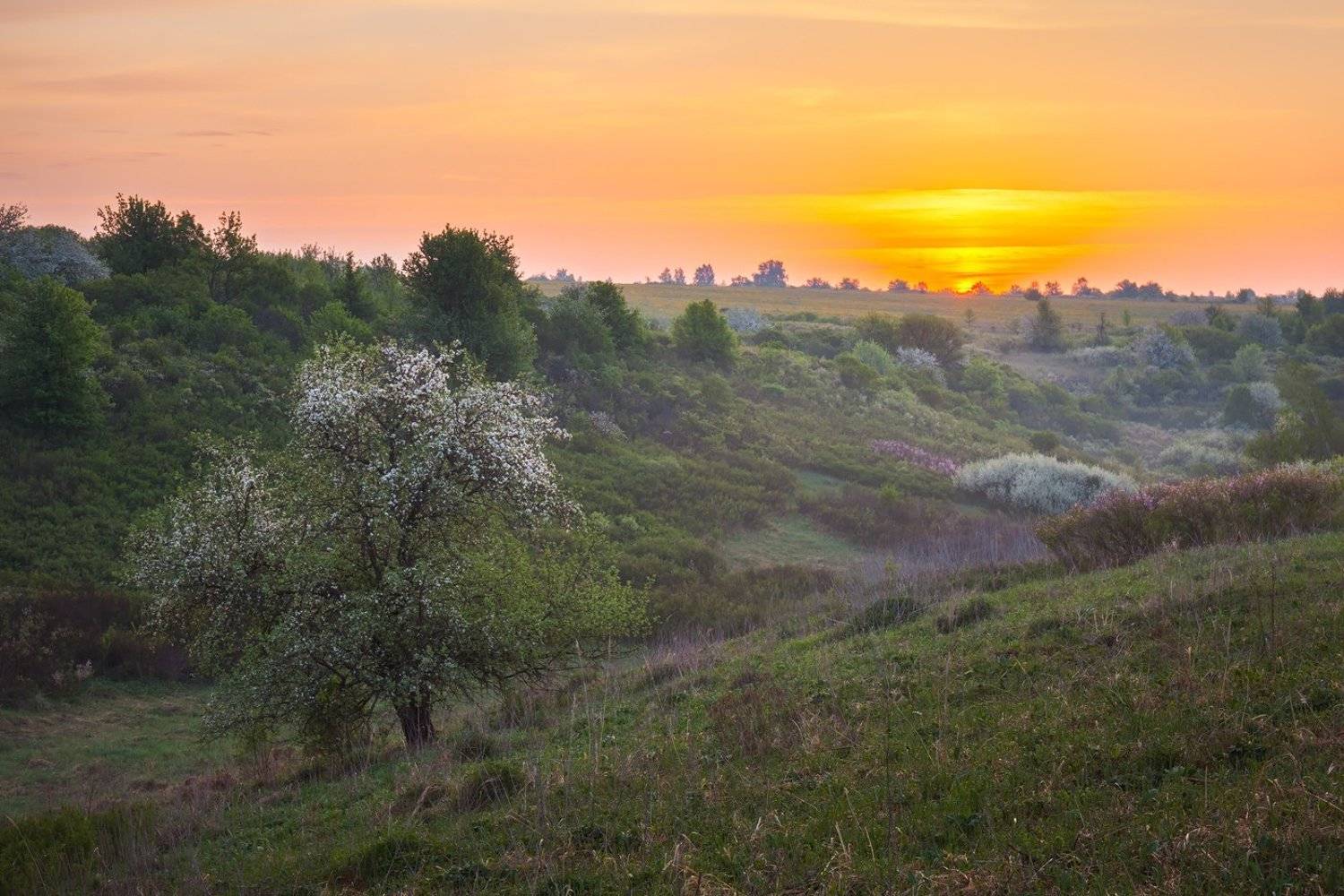 центрально-черноземный заповедник, казацкая степь, курская область, фотопроект, Арсений Кашкаров